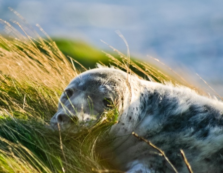 Grey Seals produce their pups in late Autumn